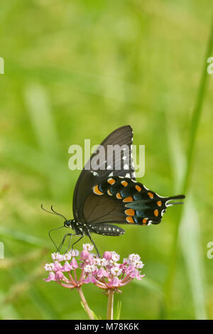 Spicebush Swallowtail butterfly 03029-01417 (Papilio troilus) sur l'Asclépiade incarnate (Asclepias incarnata) Marion Co., IL Banque D'Images