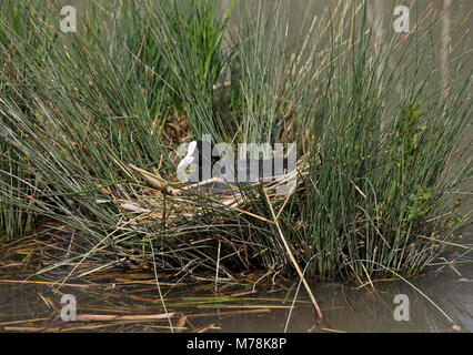 Foulque macroule (Fulica atra) assis sur son nid, UK Banque D'Images