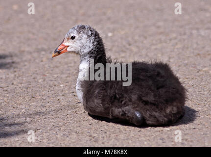 Foulque macroule (Fulica atra) juvenile, UK Banque D'Images