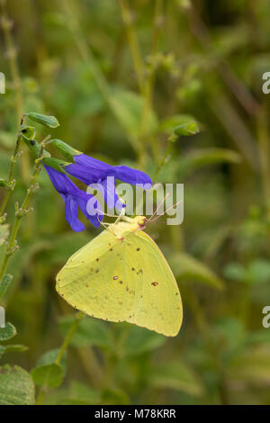 03091-00815 (Phoebis sennae soufre sans nuages) au Blue Ensign (Salvia Salvia guaranitica ' Blue Ensign') dans le comté de Marion, Illinois Banque D'Images