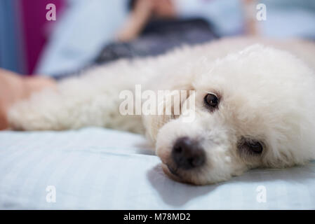 Caniche blanc s'établissant sur lit de près. Chien blanc portant sur lit bleu Banque D'Images