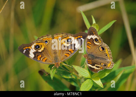 03411-00819 Junonia coenia Buckeyes (commune) Marion Co. IL Banque D'Images