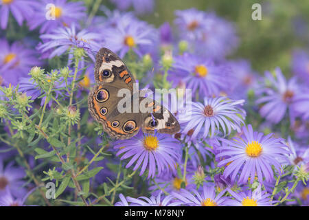 03411-01217 Junonia coenia Buckeye (commune) sur Aster de Frikart (Aster frikartii) Marion Co. IL Banque D'Images