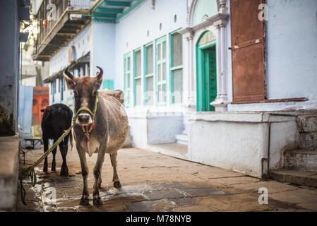 Vache sur les rues de Varanasi, Uttar Pradesh, Inde, Asie Banque D'Images