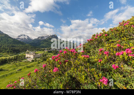 Rhododendrons en fleur, Maloja, Vallée Bregaglia, Engadine, canton de Grisons (Grisons), Suisse, Europe Banque D'Images