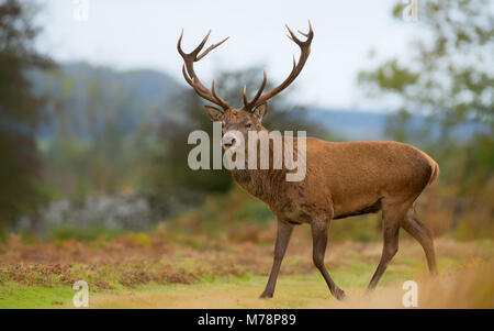 Red Deer stag, Bradgate Park, Charnwood Forest, Leicestershire, Angleterre, Royaume-Uni, Europe Banque D'Images