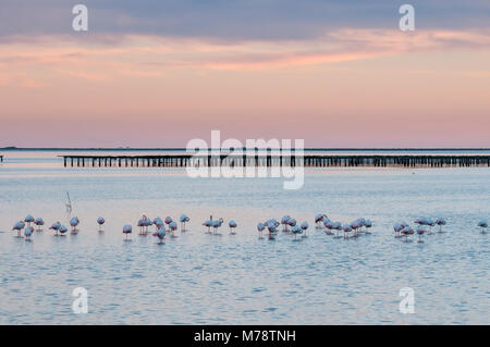 De la région de flamants roses mangeant près d'une jetée, Phoenicopterus roseus, delta de l'Ebre, en Catalogne, Espagne Banque D'Images