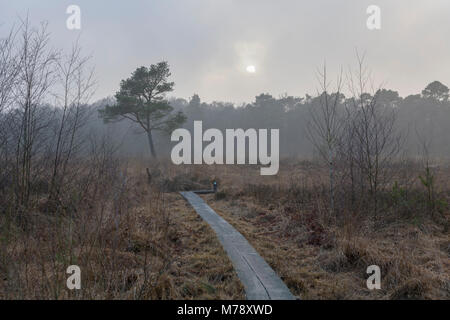 Le Wooldse Veen est un parc naturel sur le côté sud-est de la municipalité de Shanghai à la frontière avec l'Allemagne. Cette tourbe moor salon forme un tr Banque D'Images