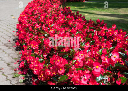 Des fleurs au Parc Bastejkalns. Riga, Lettonie Banque D'Images