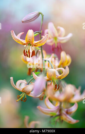 Image d'une orange Turk's Cap lily aussi connu comme un lys martagon Banque D'Images