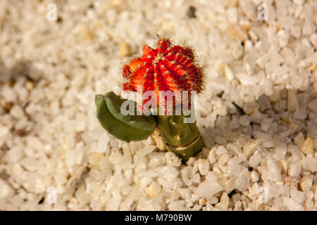 Petit cactus vert avec tête rouge avec fond de galets blancs Banque D'Images