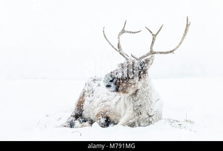 La population boréale de caribous des bois dans une tempête, Rangifer tarandus, des animaux en captivité, au Manitoba, Canada.. Banque D'Images