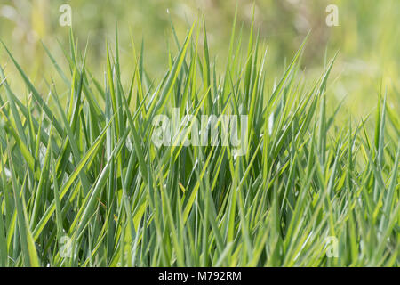 Acres de lames d'herbe verte et luxuriante végétation sauvage dans un grand champ. Focus sélectif. De l'herbe uniquement. L'horizontale. Paysage. L'arrière-plan. Abstract. Banque D'Images