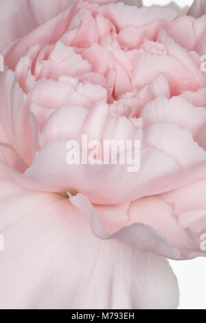 Libre d'un oeillet rose pâle isolé sur fond blanc Banque D'Images