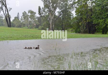 Canard noir Anas superciliosa Pacific canetons à profiter de l'eau durant les inondations et les fortes pluies, Annandale, Townsville, Queensland, Australie Banque D'Images