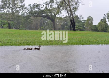 Canard noir Anas superciliosa Pacific canetons à profiter de l'eau durant les inondations et les fortes pluies, Annandale, Townsville, Queensland, Australie Banque D'Images