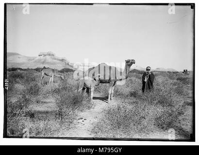 Vie bédouine dans le trans-Jordanie. La mère et le bébé chameau LOC.02991 matpc Banque D'Images