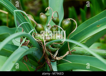 La formation d'ampoules sur un fleuve Orange lily (Crinum bulbispermum) Banque D'Images