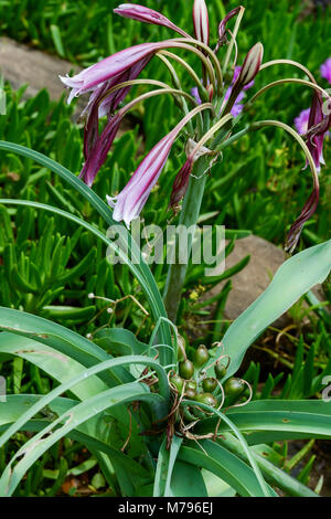 La fleur d'un fleuve Orange lily (Crinum bulbispermum) Banque D'Images