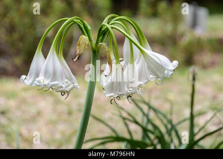 La fleur d'un fleuve Orange lily (Crinum bulbispermum) Banque D'Images