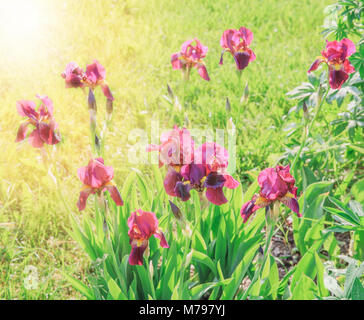 Iris violette en fleurs dans le jardin Banque D'Images