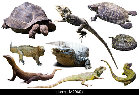 Assortiment de différents reptiles isolé sur fond blanc Banque D'Images