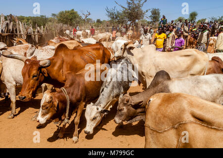 Les jeunes hommes de Hamar l'achat et la vente de bétail au marché de Dimeka Tribal hebdomadaire, vallée de l'Omo, Ethiopie Banque D'Images