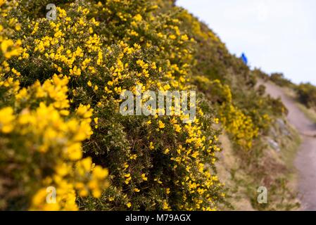 Bush ajoncs en fleurs Banque D'Images