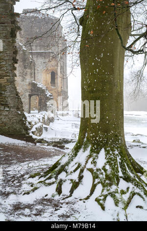 En face de hêtre ruines Minster Lovell Hall dans la neige de l'hiver. Minster Lovell, Oxfordshire, Angleterre. Banque D'Images