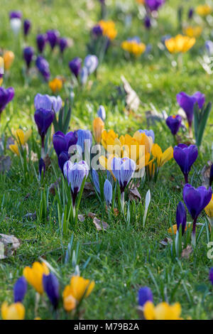 Fleurs Crocus pousse dans un jardin anglais en février. UK Banque D'Images