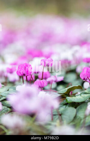 Cyclamen Coum cyclamen de l'Est / fleurs dans un jardin anglais en février. UK Banque D'Images