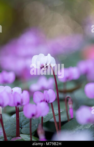 Cyclamen Coum cyclamen de l'Est / fleurs dans un jardin anglais en février. UK Banque D'Images