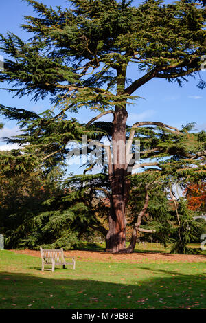 Banc de parc au jardin botanique de Kew Gardens à l'automne, au sud-ouest de Londres, Royaume-Uni. Site du patrimoine mondial de l'UNESCO Banque D'Images
