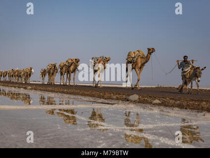 Caravane de chameaux transportant des blocs de sel dans la région Afar, dépression Danakil, Dallol, Ethiopie Banque D'Images