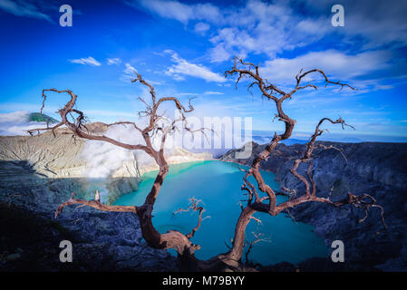 Kawah Ijen volcano avec arbres morts sur fond de ciel bleu dans l'île de Java en Indonésie. Banque D'Images