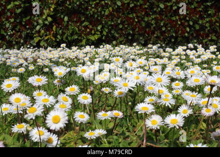 Étendue de beaucoup de marguerites dans la campagne Banque D'Images