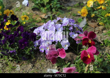 Belle pansy primevères et fleurs de printemps Banque D'Images