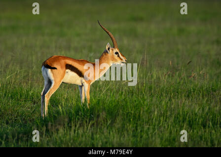 La gazelle de Thomson - Eudorcas thomsonii, petites antilopes rapide à partir de la savane africaine, le Parc national Amboseli, au Kenya. Banque D'Images