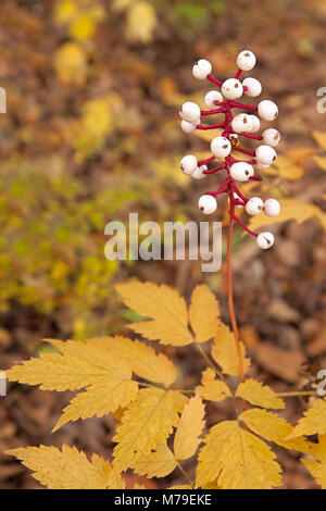 Dans les sols humides limoneux de la forêt d'automne, les baies blanches d'une usine de s'élever au-dessus de sa actée golden dentelée des feuilles. Banque D'Images