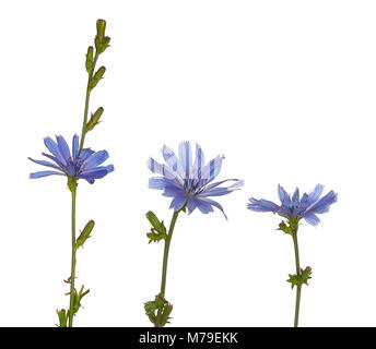 Trois communes de Lavande fleurs de chicorée sur différentes tiges. Les fleurs violettes sont en fleur, à différents angles et sur un fond blanc. Banque D'Images