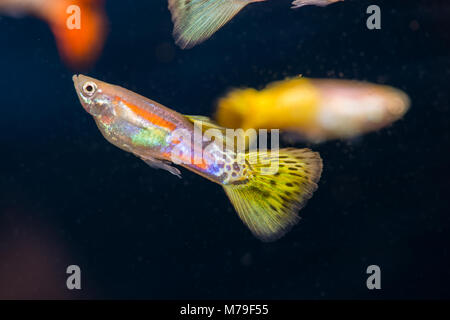 Quelques poissons dans un aquarium d'eau douce. Banque D'Images