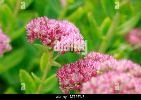 Sur une de guêpes ou d'Abeilles Autumn Joy plante. Banque D'Images