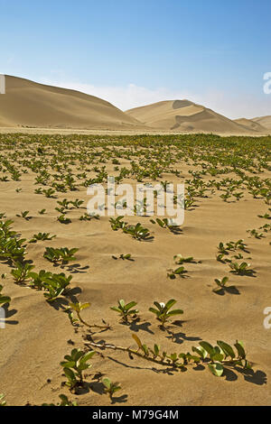 L'Afrique, la Namibie, désert, désert du Namib, région d'Erongo, dunes, paysages, désert, dunes, sable, dune, dune ridge crest, Sharp, bordée de la mer de dunes, l'érosion, l'érosion éolienne, formé par le vent, pittoresque, impressionnant, le sable, la croissance, les câpres, l'usine de poissons, baleines à Swakopmund Banque D'Images