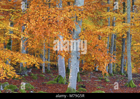 La Suède, Smaland, Bjurkärr nature reserve, hêtres, coloration d'automne, Banque D'Images