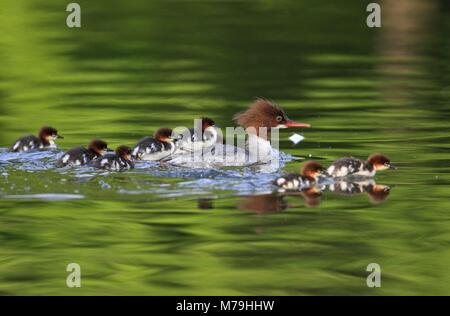 Allemagne, Berlin, Munich, harle bièvre, Mergus merganser, Banque D'Images