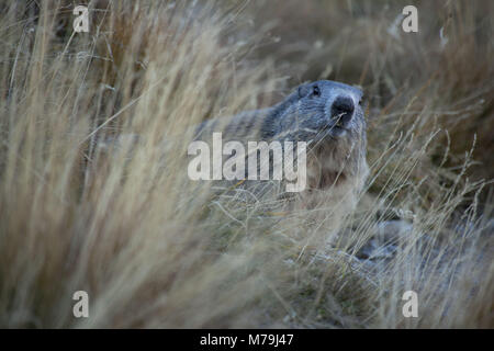 Marmotte en le Col de la Cayolle, les Alpes Maritimes, France, Banque D'Images