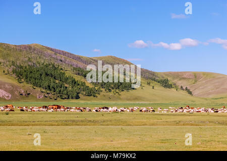 Des troupeaux de chevaux, moutons et chèvres paissent dans les prairies du centre de steppe mongole Banque D'Images