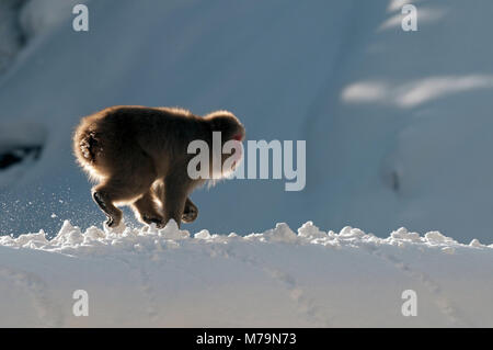 Macaque japonais ou neige singe japonais , tournant dans la neige (Macaca fuscata), Japon Banque D'Images