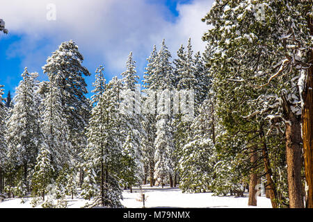 Les arbres couverts de neige en forêt Banque D'Images