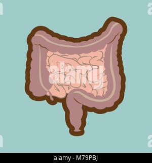 Système digestif humain intestins intestin anatomie schéma du tube digestif. Style plat Illustration de Vecteur